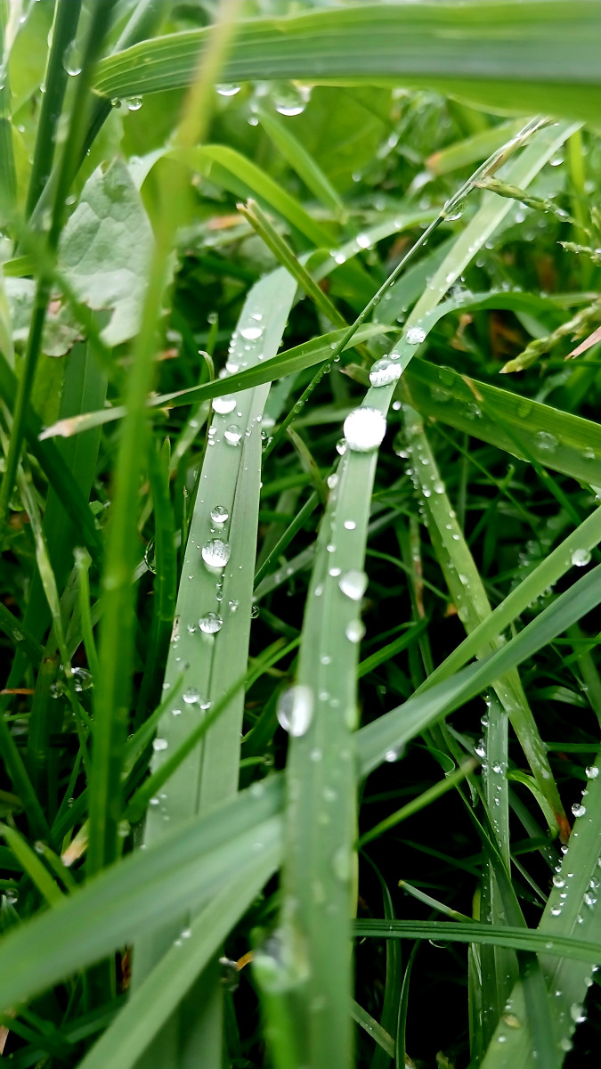 Macro drops on green grass