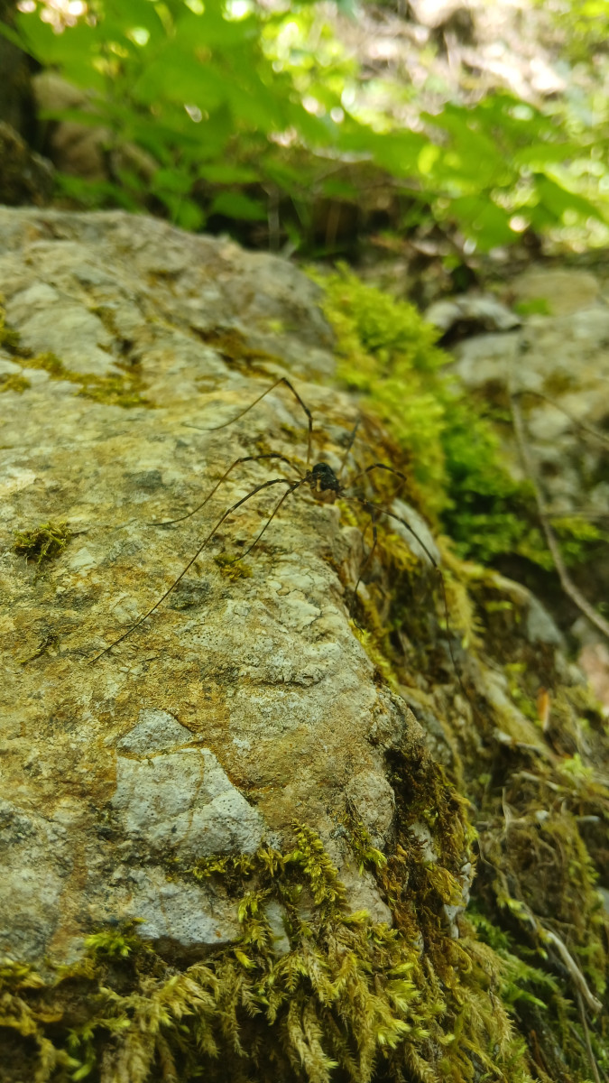 Macro spider on green moss