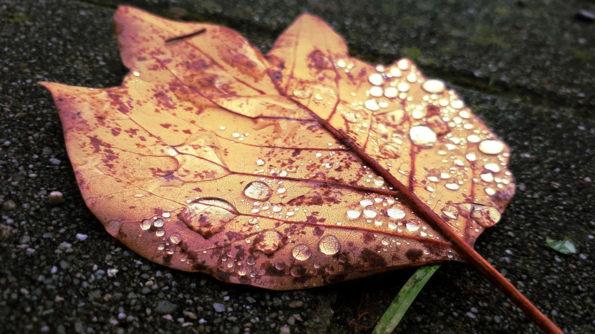 Morning drops on brown leaf photography