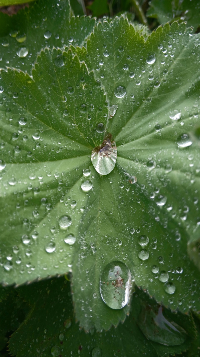 Macro drops on green leaf photography