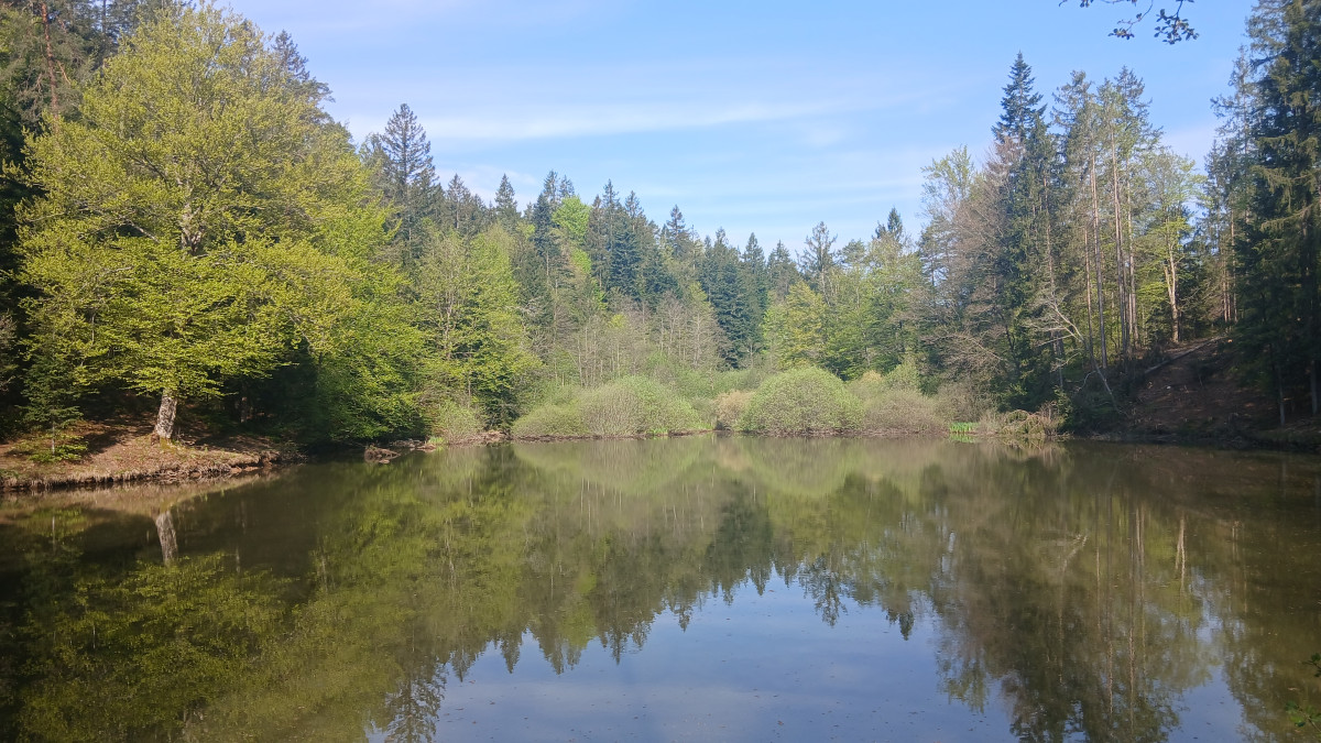 Pond Race Slovenia