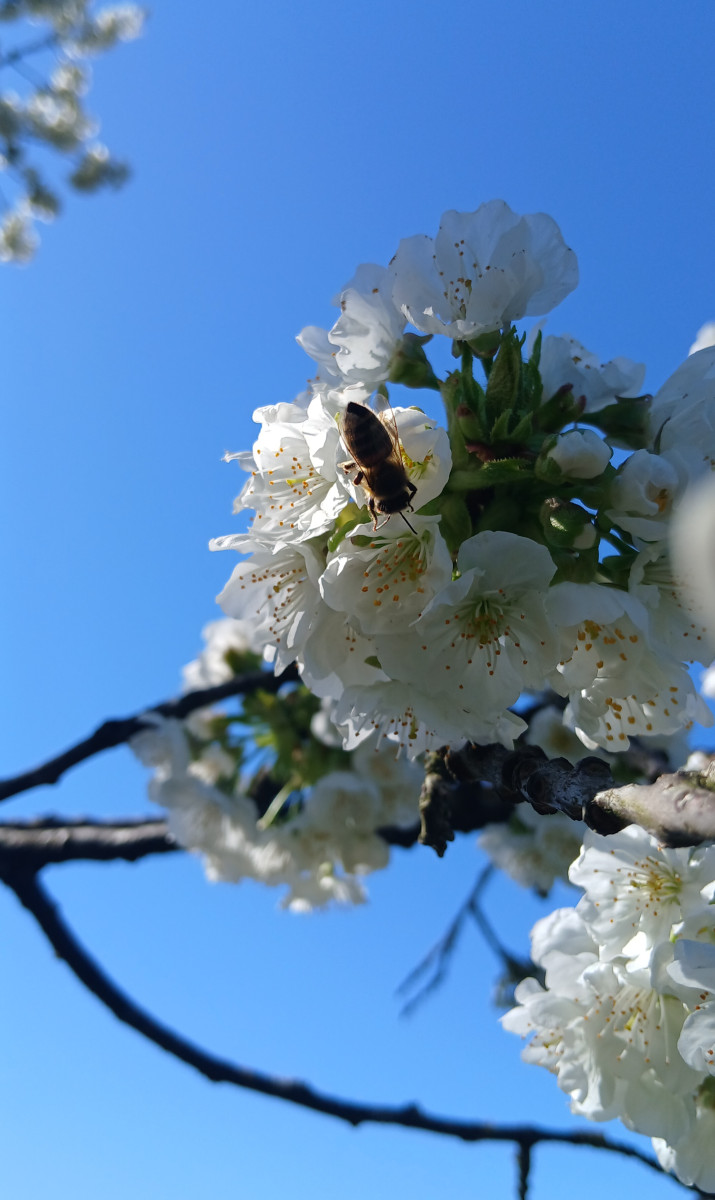 Bee on cherry blossom petals macro photography