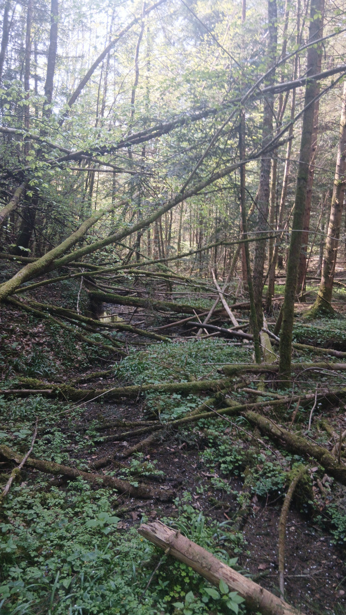 Abadon forest trees covered with after hard wind