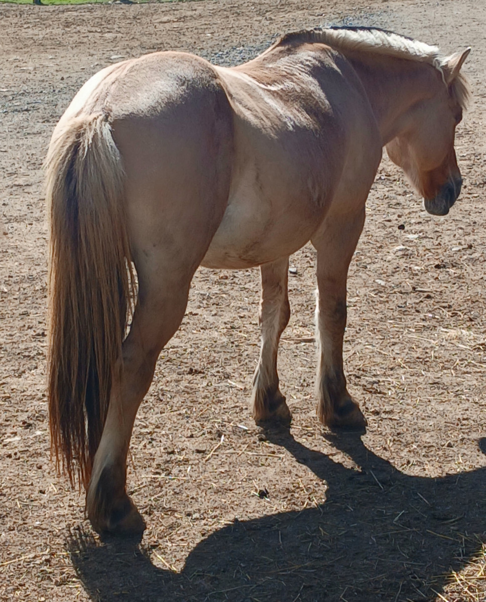 White beautiful wild horse