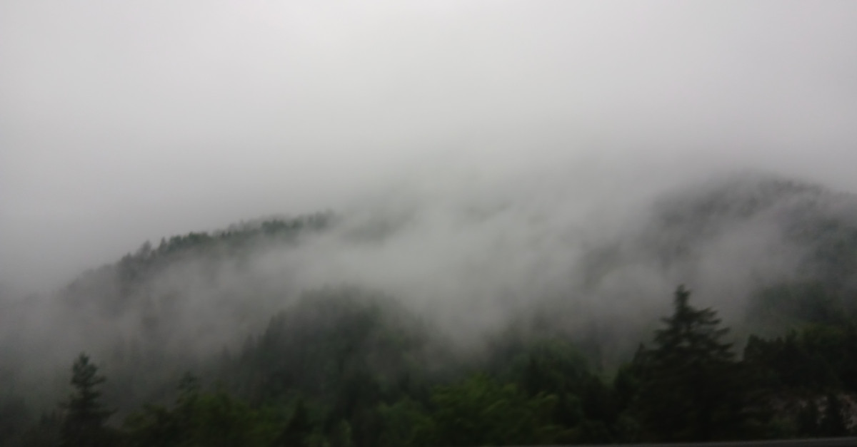 Morning rain fog over forest