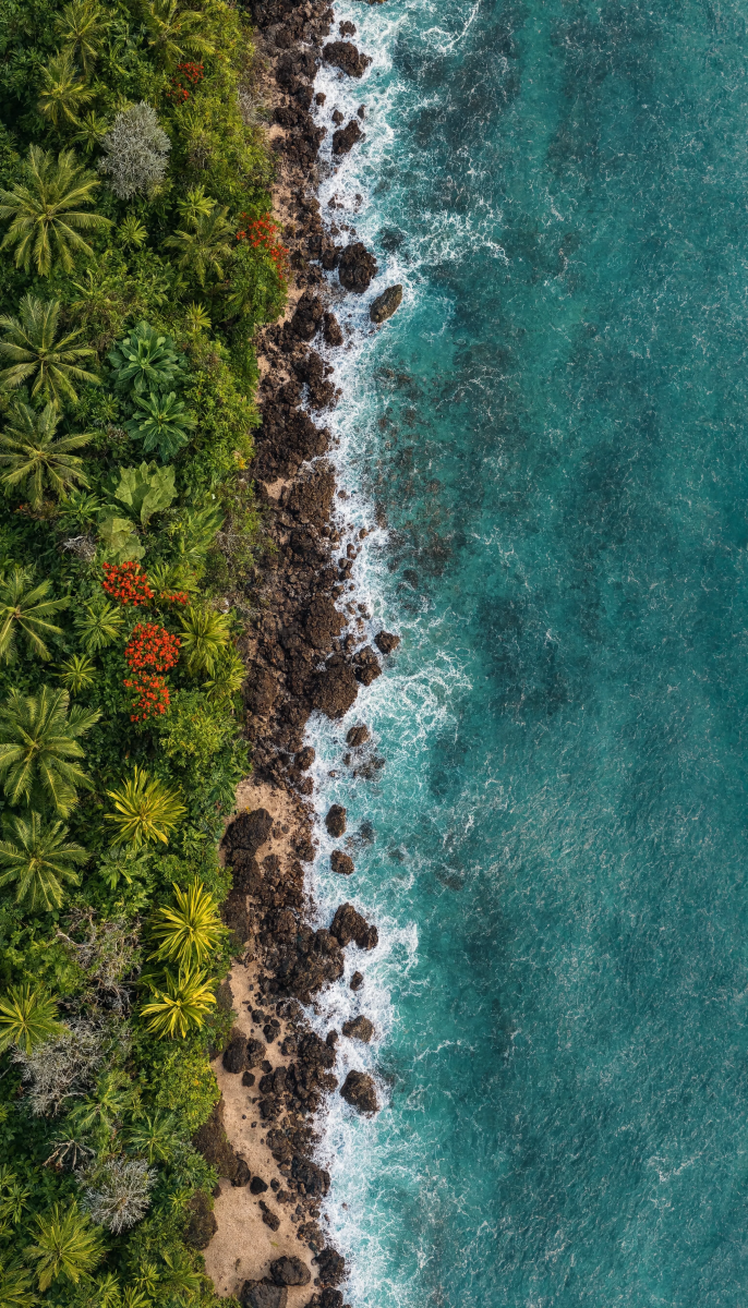 Aerial Shore With Plants