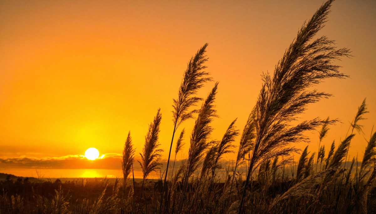 Pampas Grass At Sunset