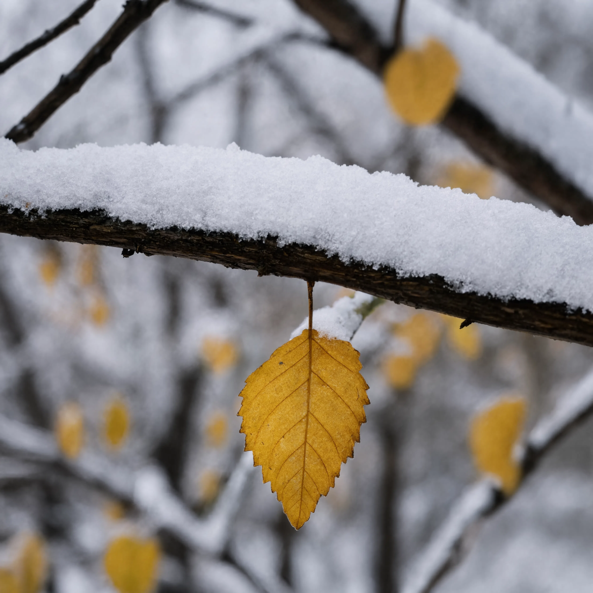 Yellow Leaf In Snow