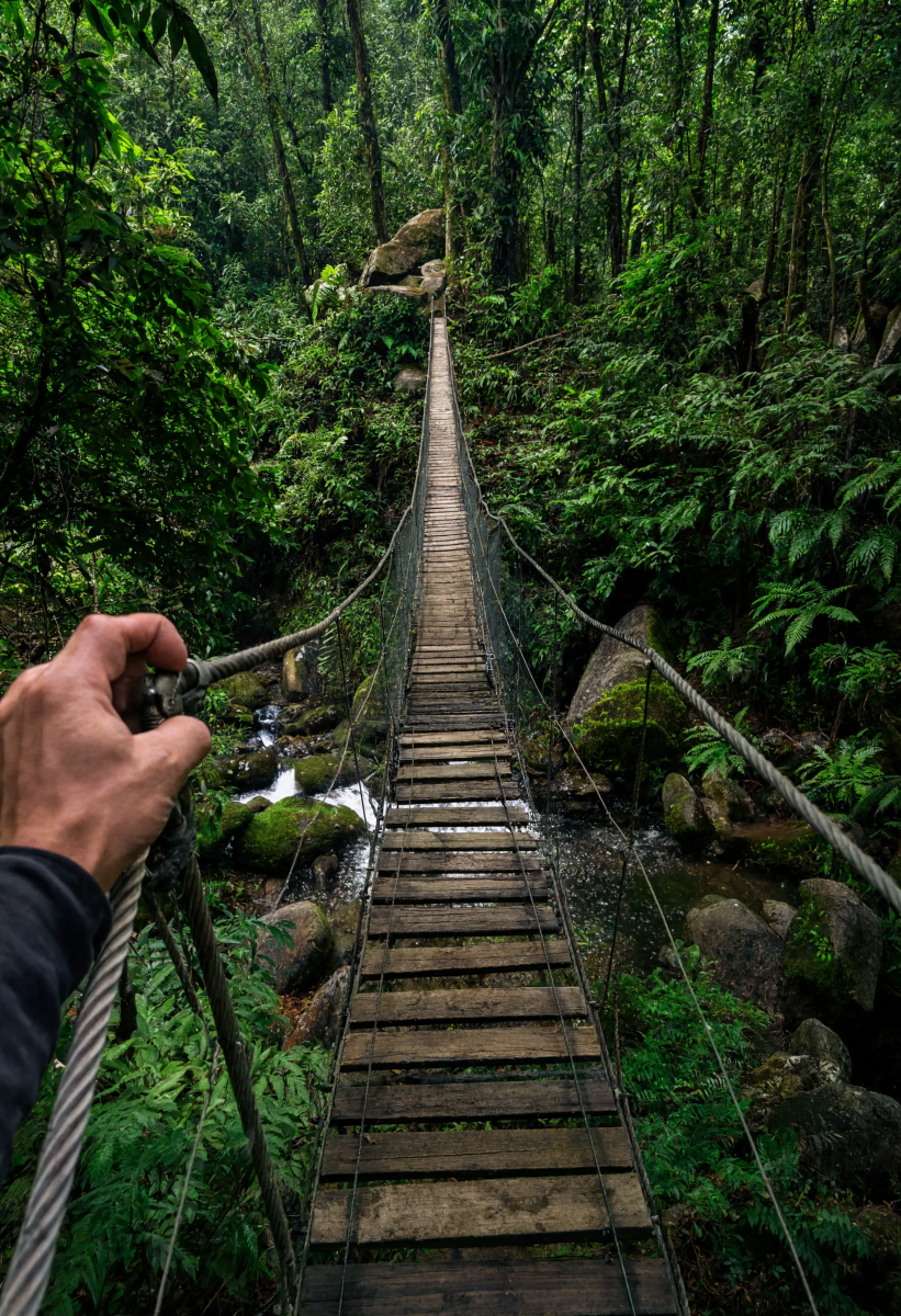 Forest Bridge POV