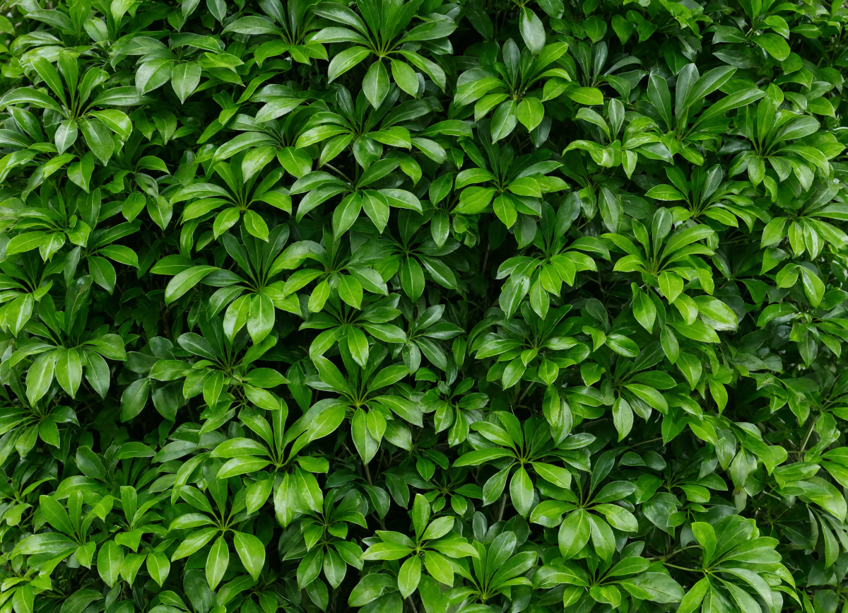 Schefflera Green Background