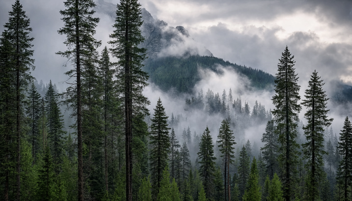 Foggy Mountain Forest
