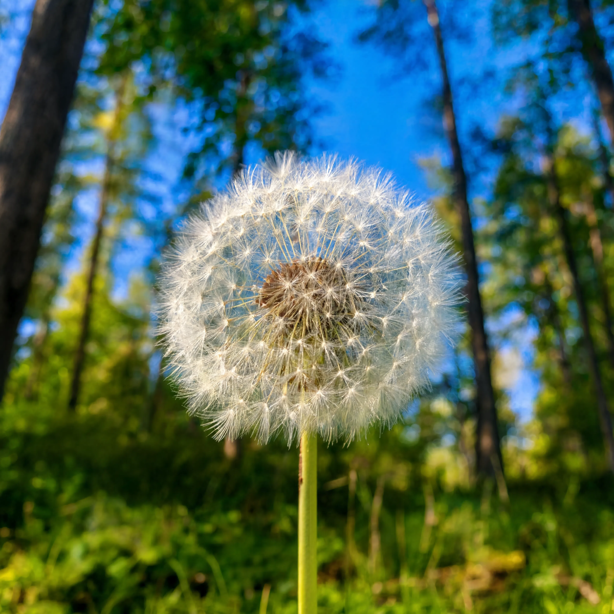 Dandelion Forest Macro
