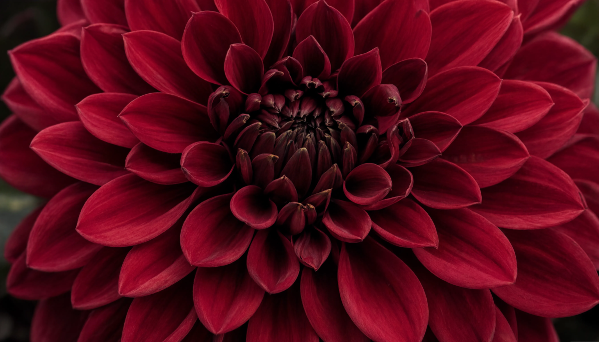 Dark Red Dahlia Close Up