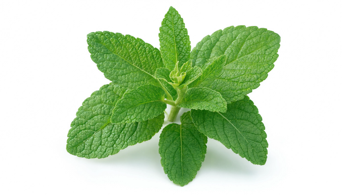 Mint Leaves On White