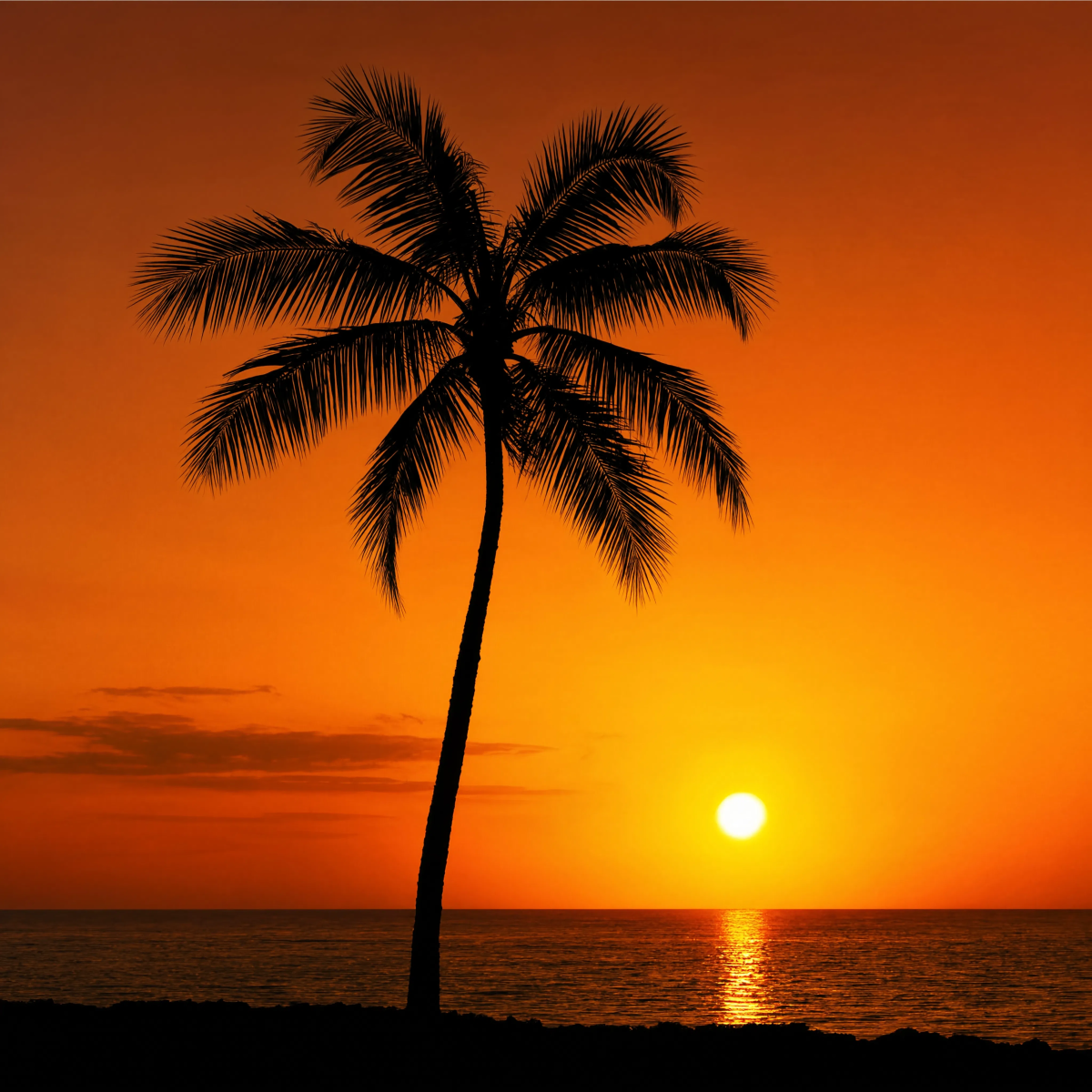 Palm Tree Sunset Silhouette