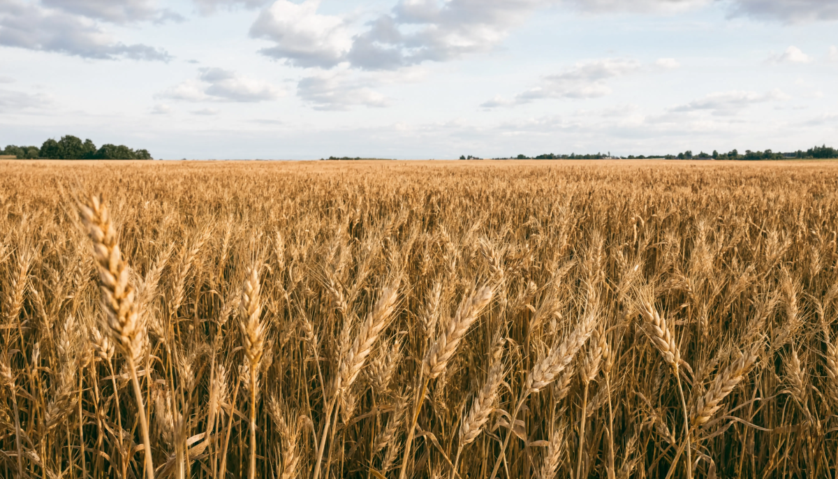Golden Wheat Field