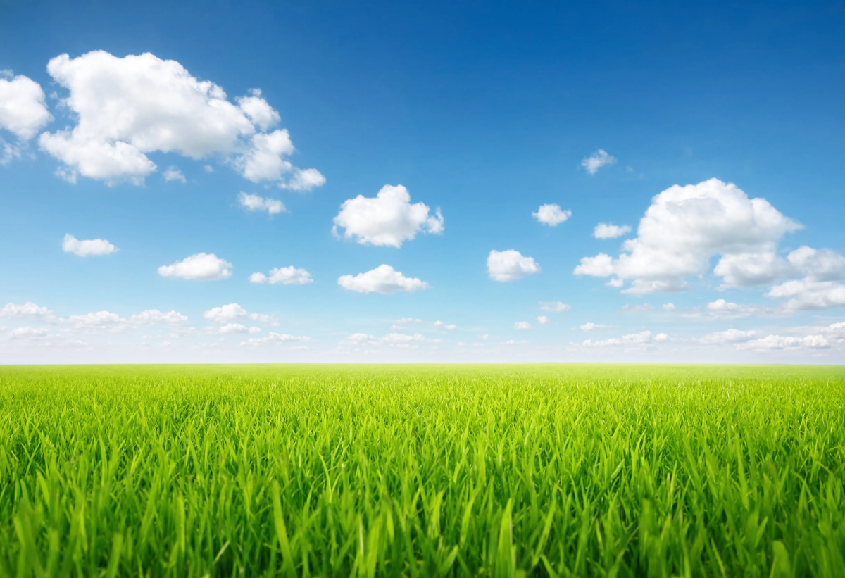 Grass Against Sky