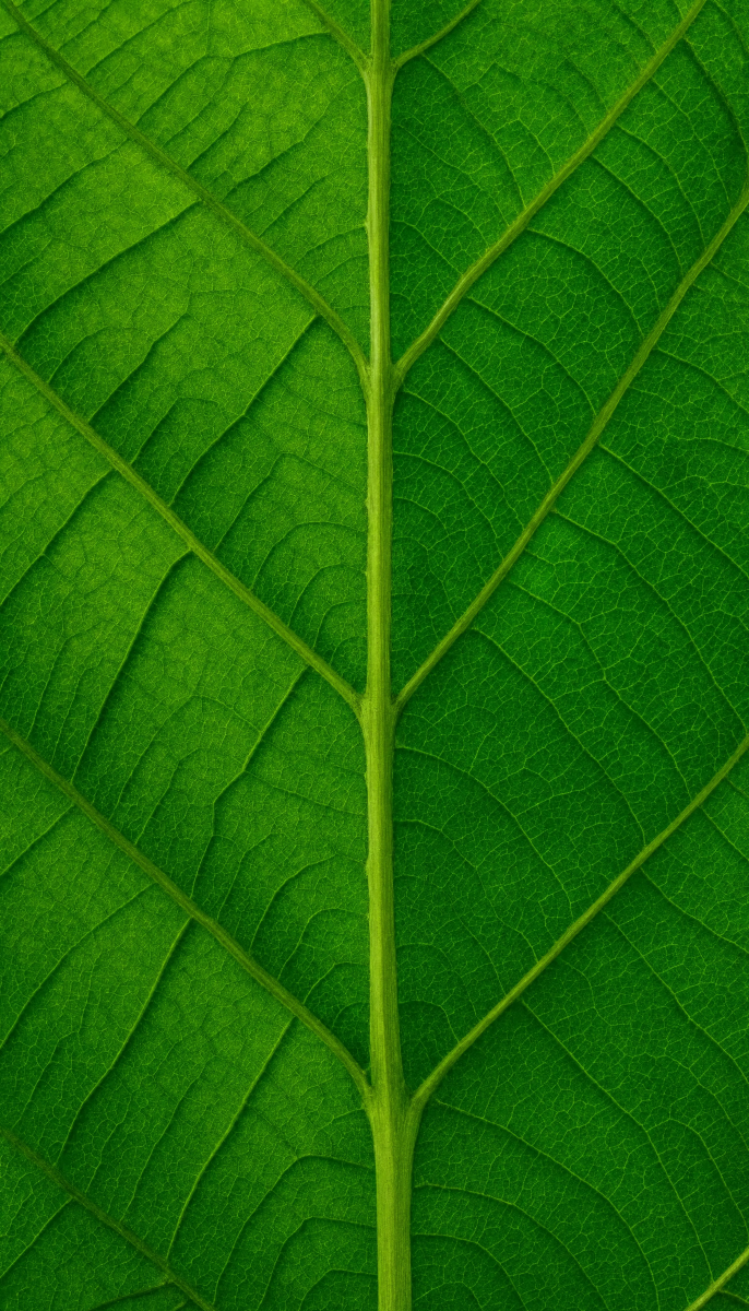 Green Leaf Texture