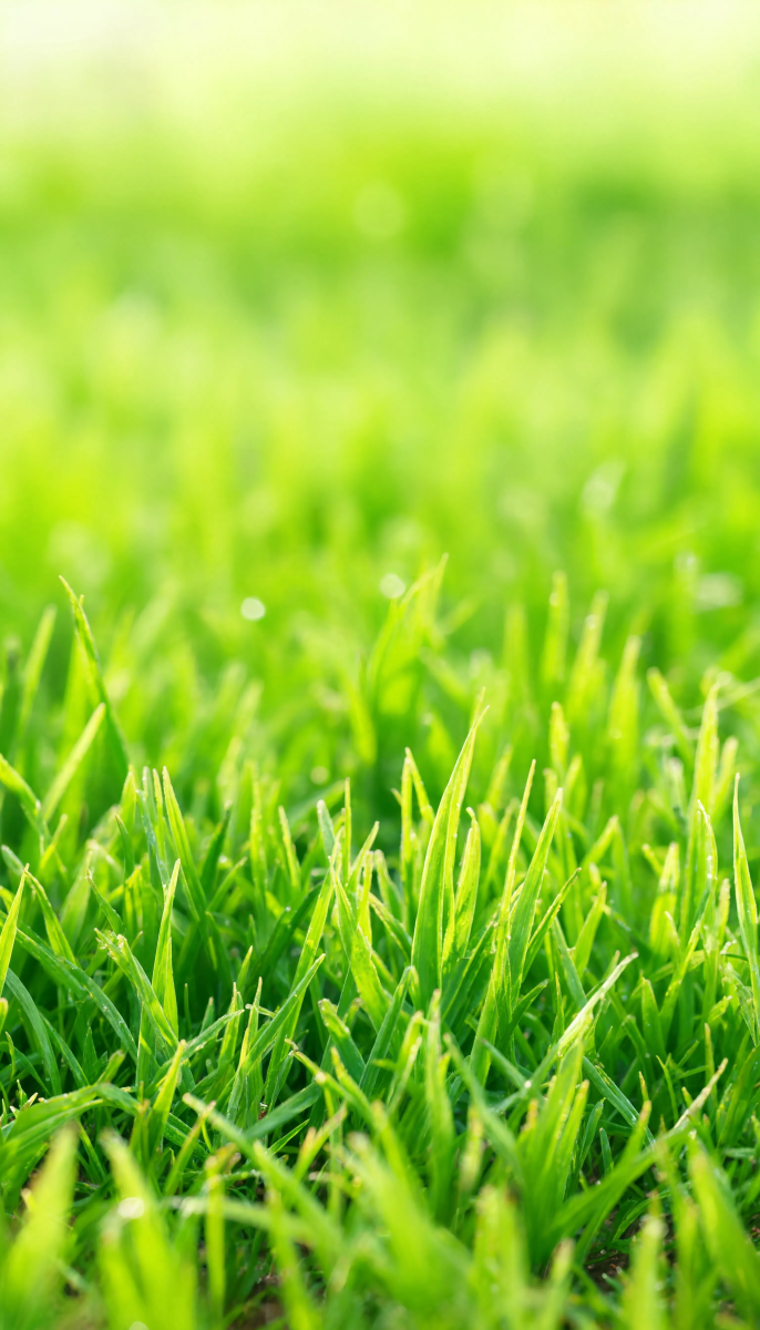 Fresh Green Grass Closeup
