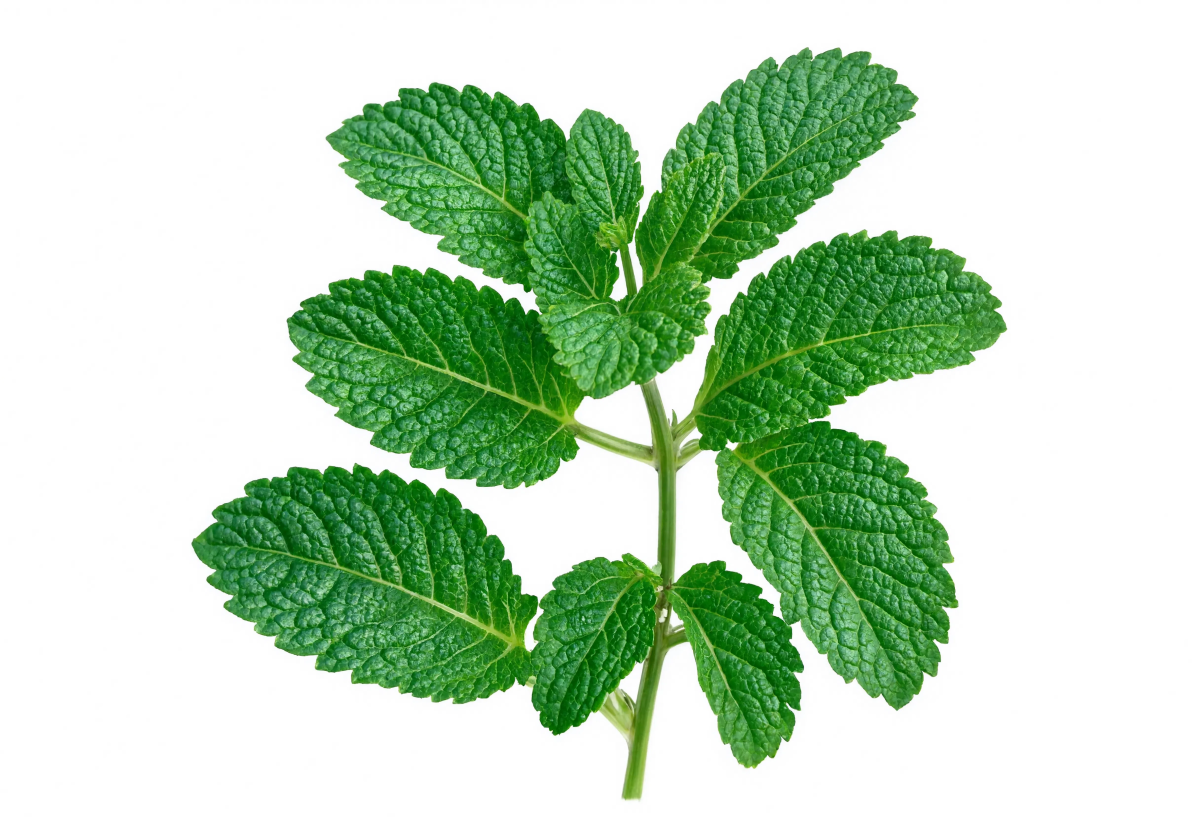 Mint Leaves On White