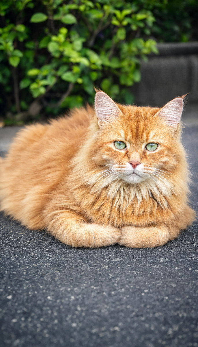 Orange Cat On Asphalt