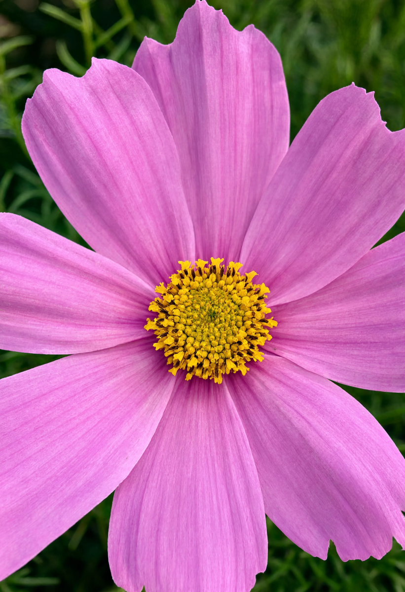 Pink Flower Closeup