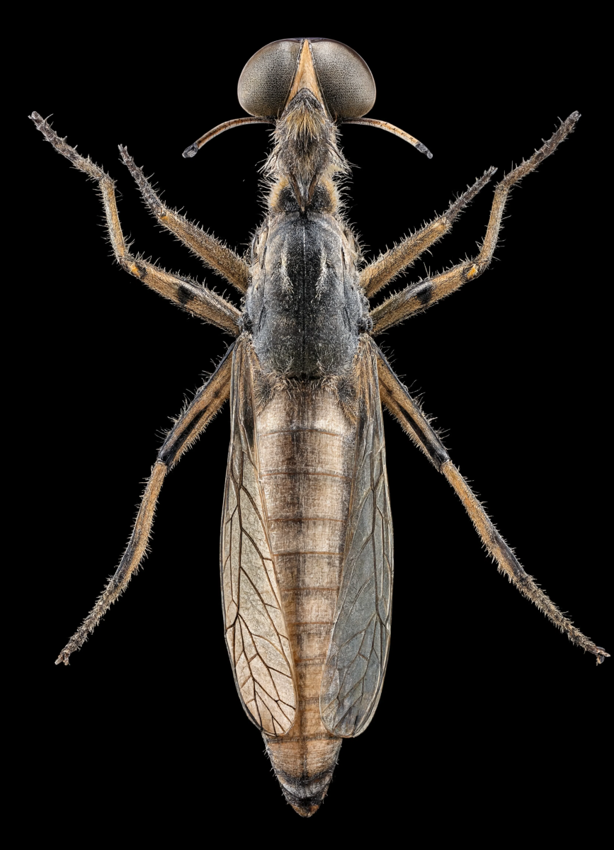 Robber Fly Macro