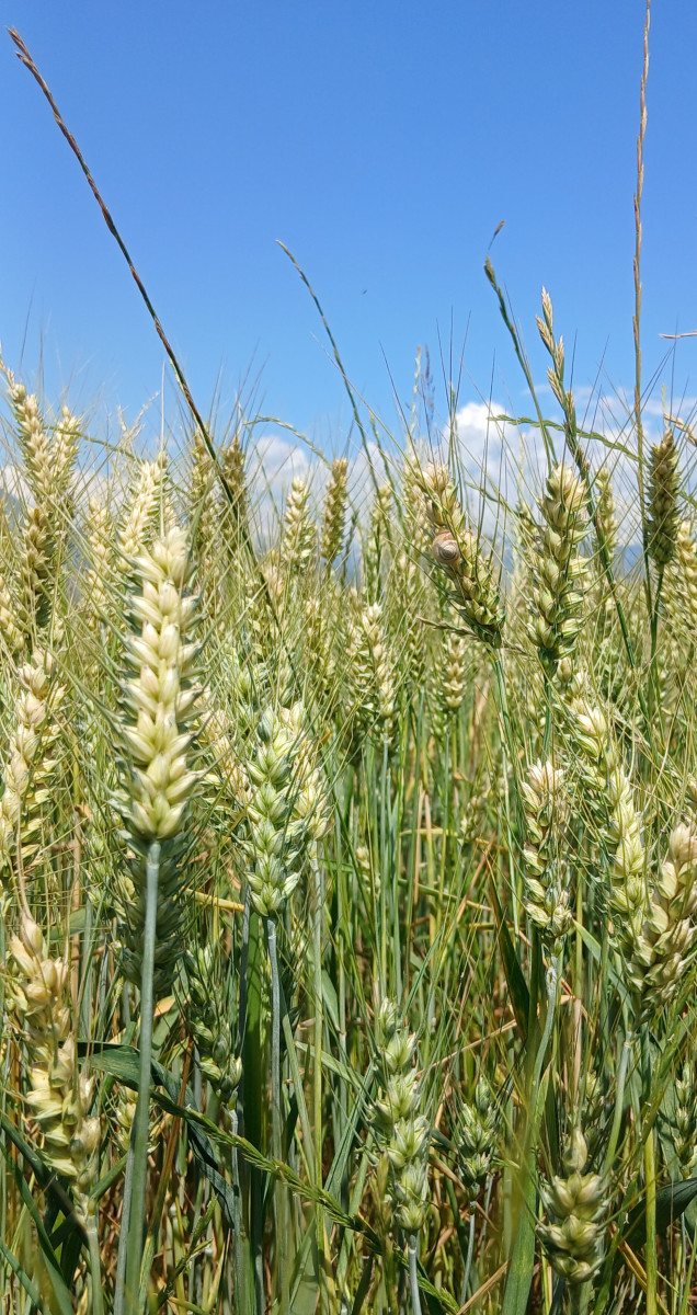 Crop field summer vibe photography