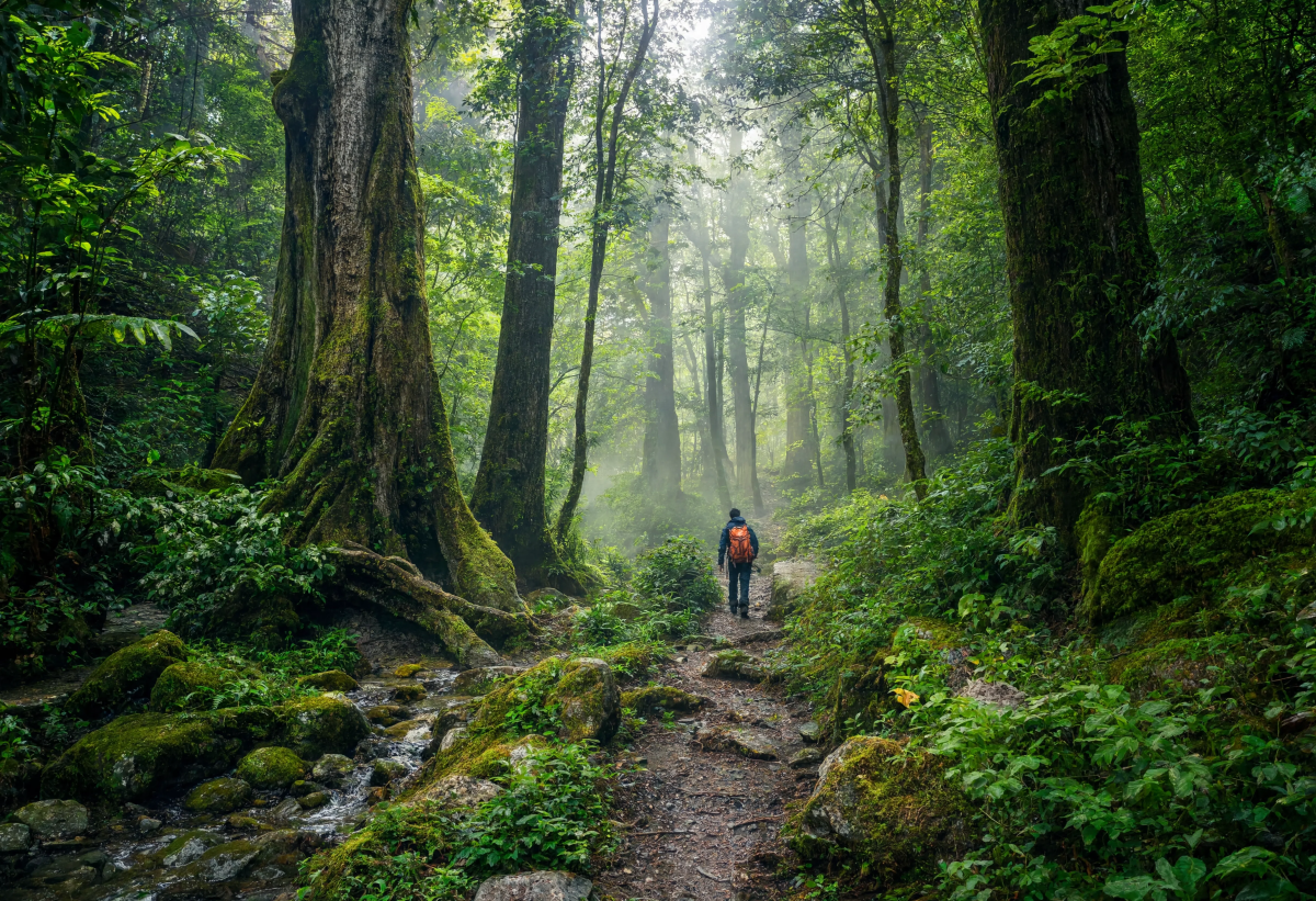 Beautiful Forest Adventure