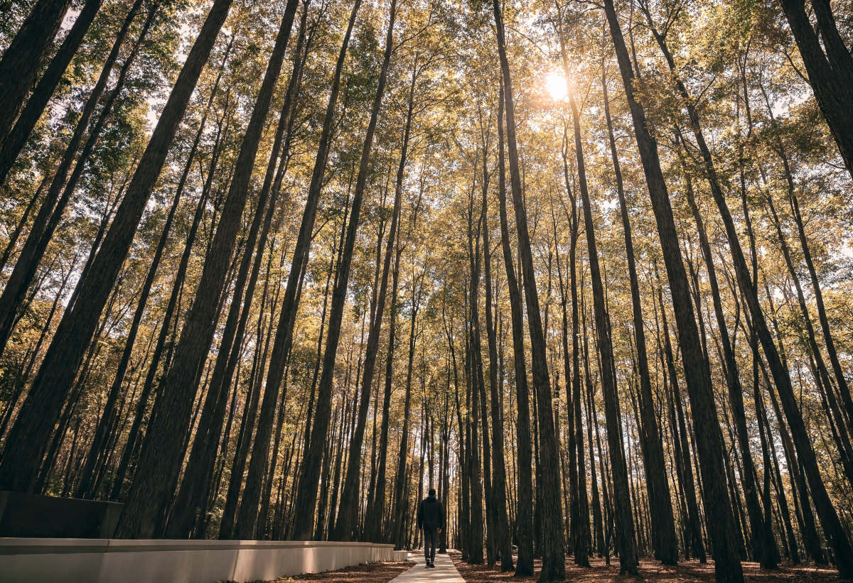 Beautiful Forest Perspective