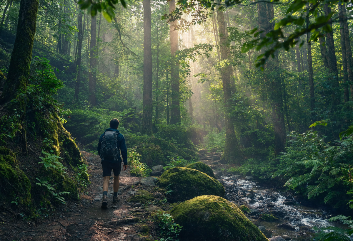 Beautiful Forest Adventure 2