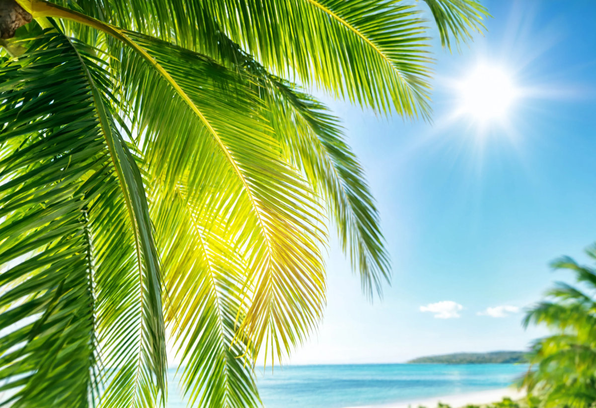 Sunlit Palm Leaves Sky