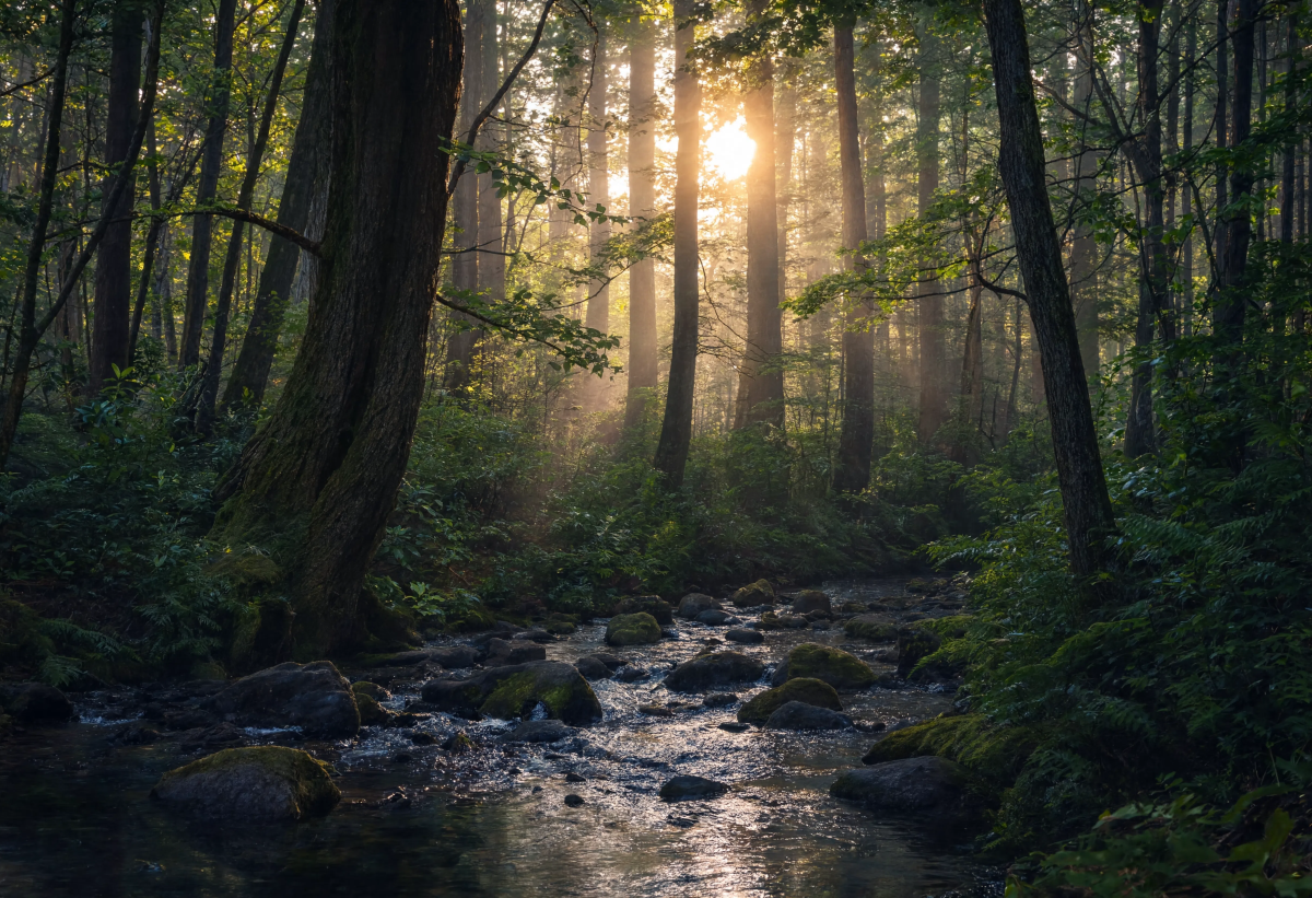 Forest Moment Creative