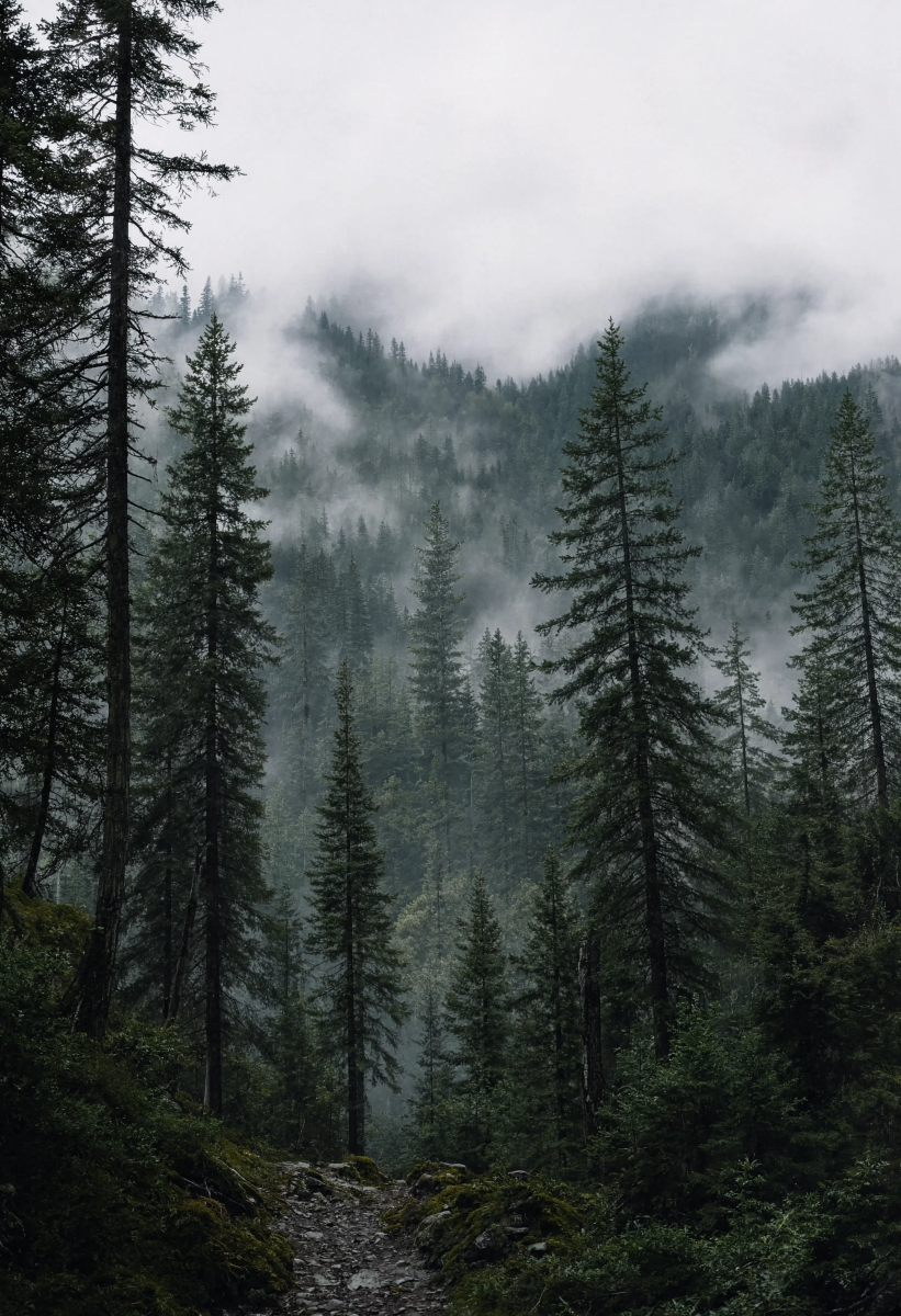 Foggy mountain forest trees