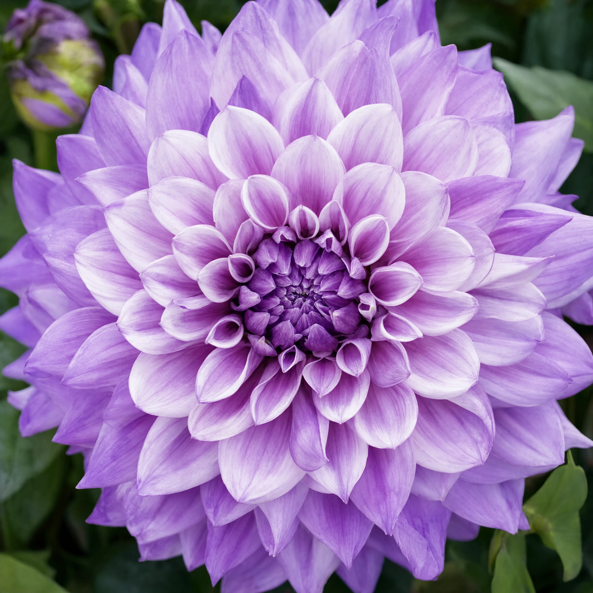 Purple white dahlia bloom
