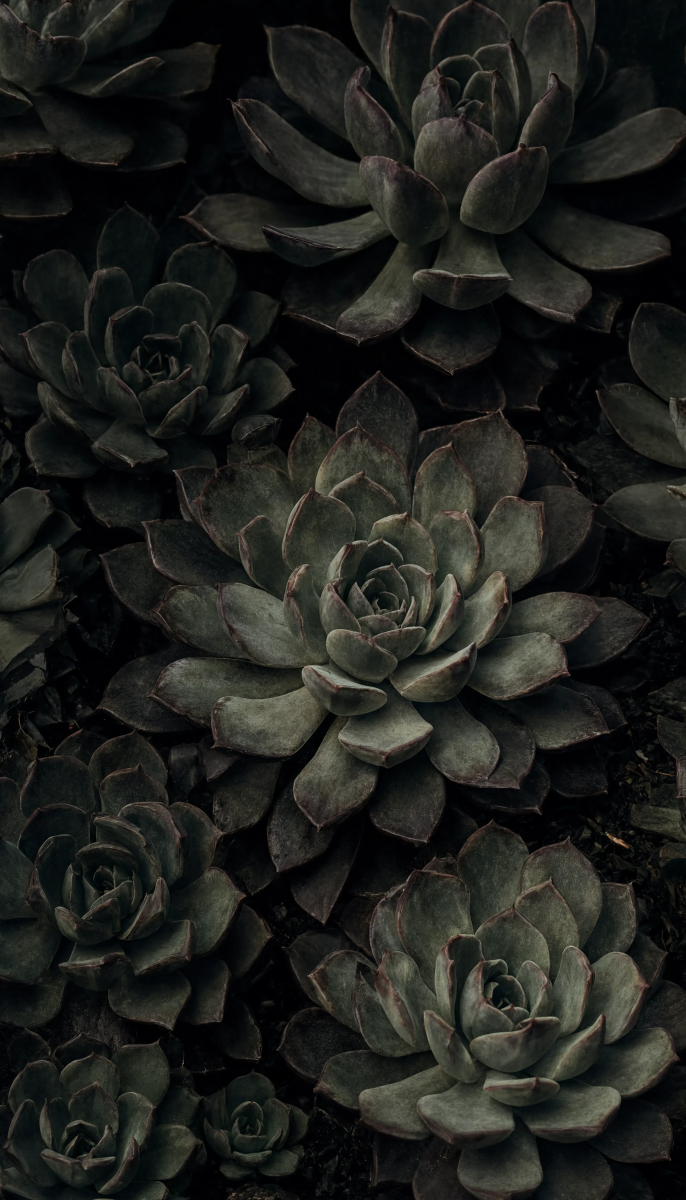 Dark succulent wallpaper