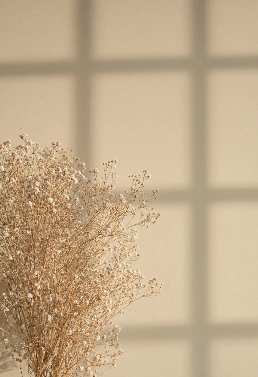Gypsophila window shadow minimal wallpaper