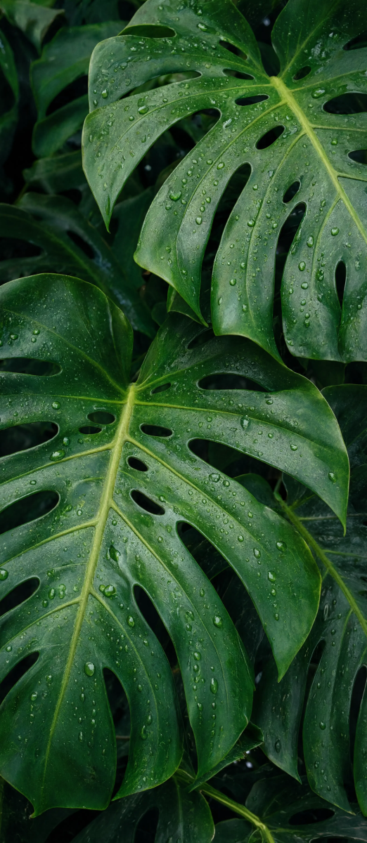 Wet monstera leaves Wallpaper