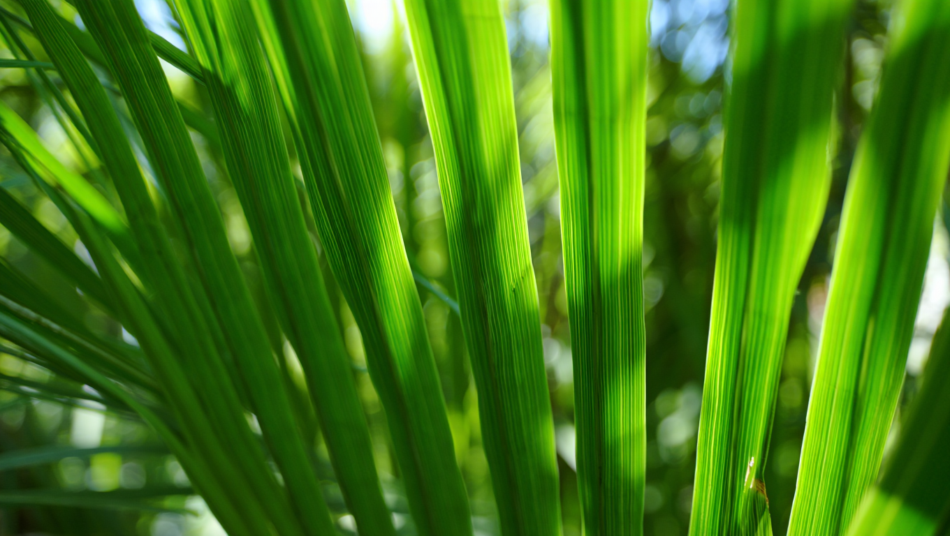 Pine needles in extreme close-up macro photography capture individual needles with visible texture and fine detail