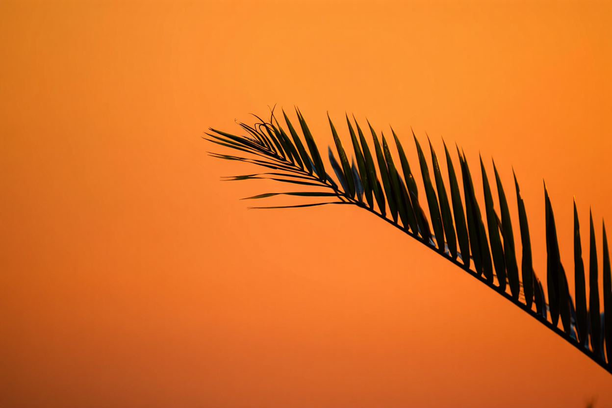 A striking minimalist photograph of a palm frond in silhouette against an orange sunset sky