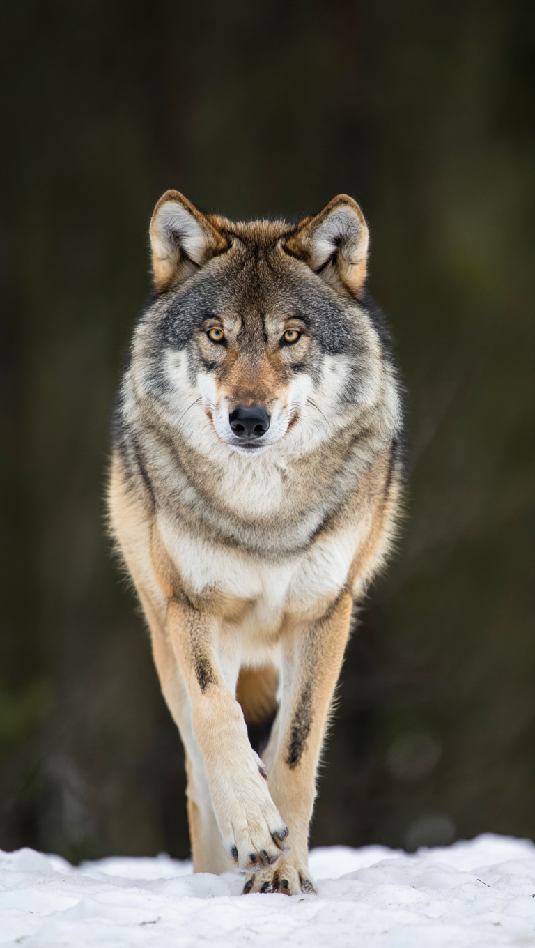 A gray wolf (Canis lupus) stands in a winter forest