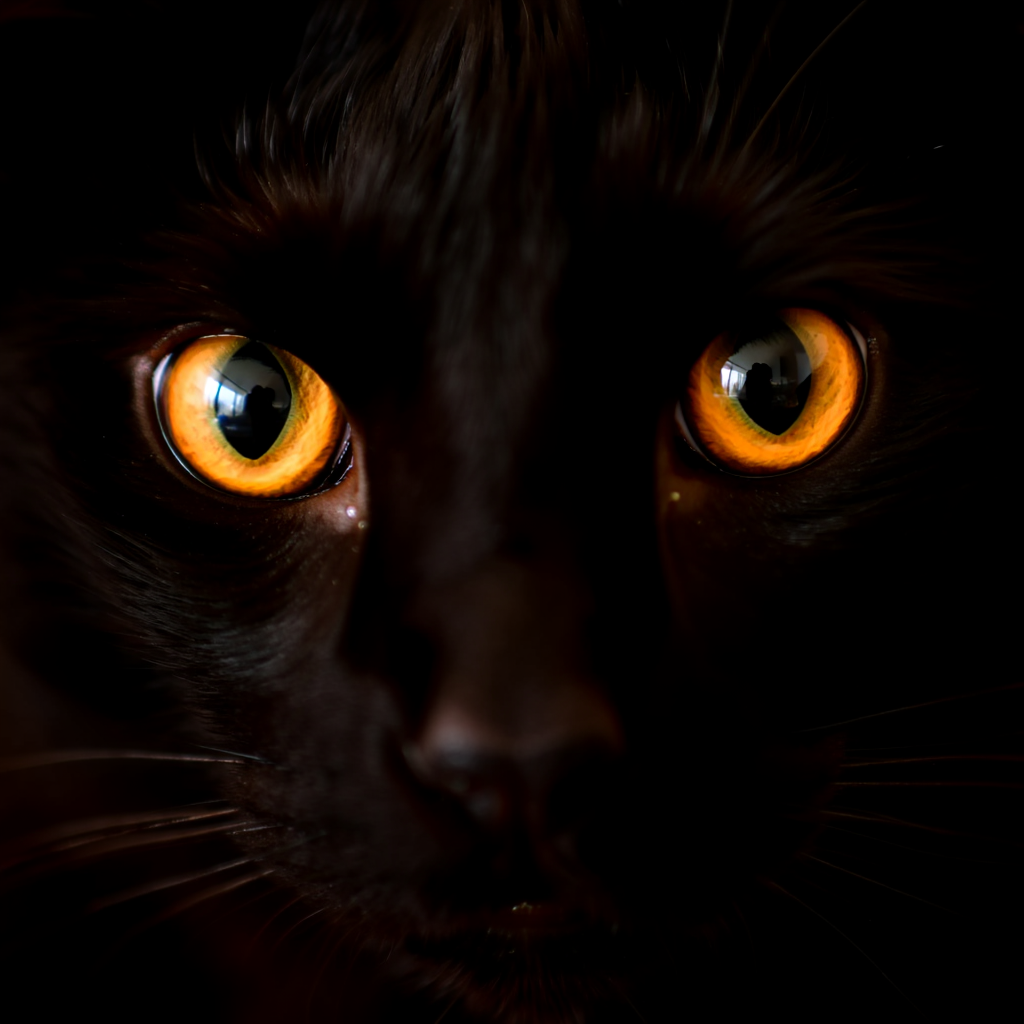Black cat's face