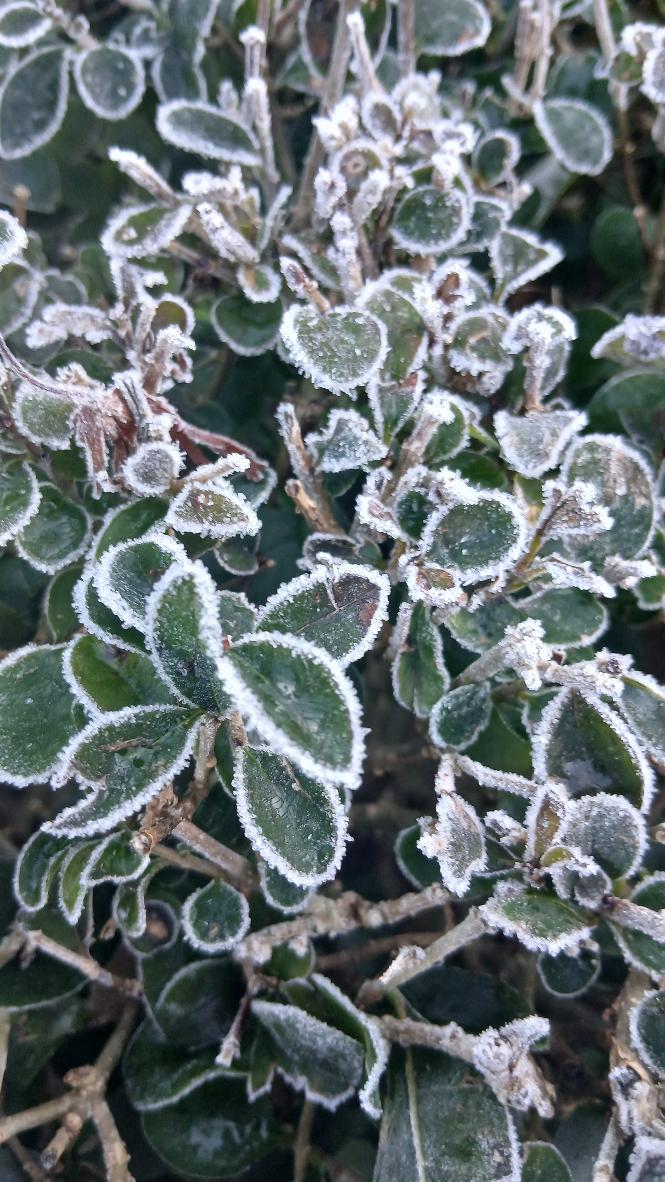 Green frozen leaves