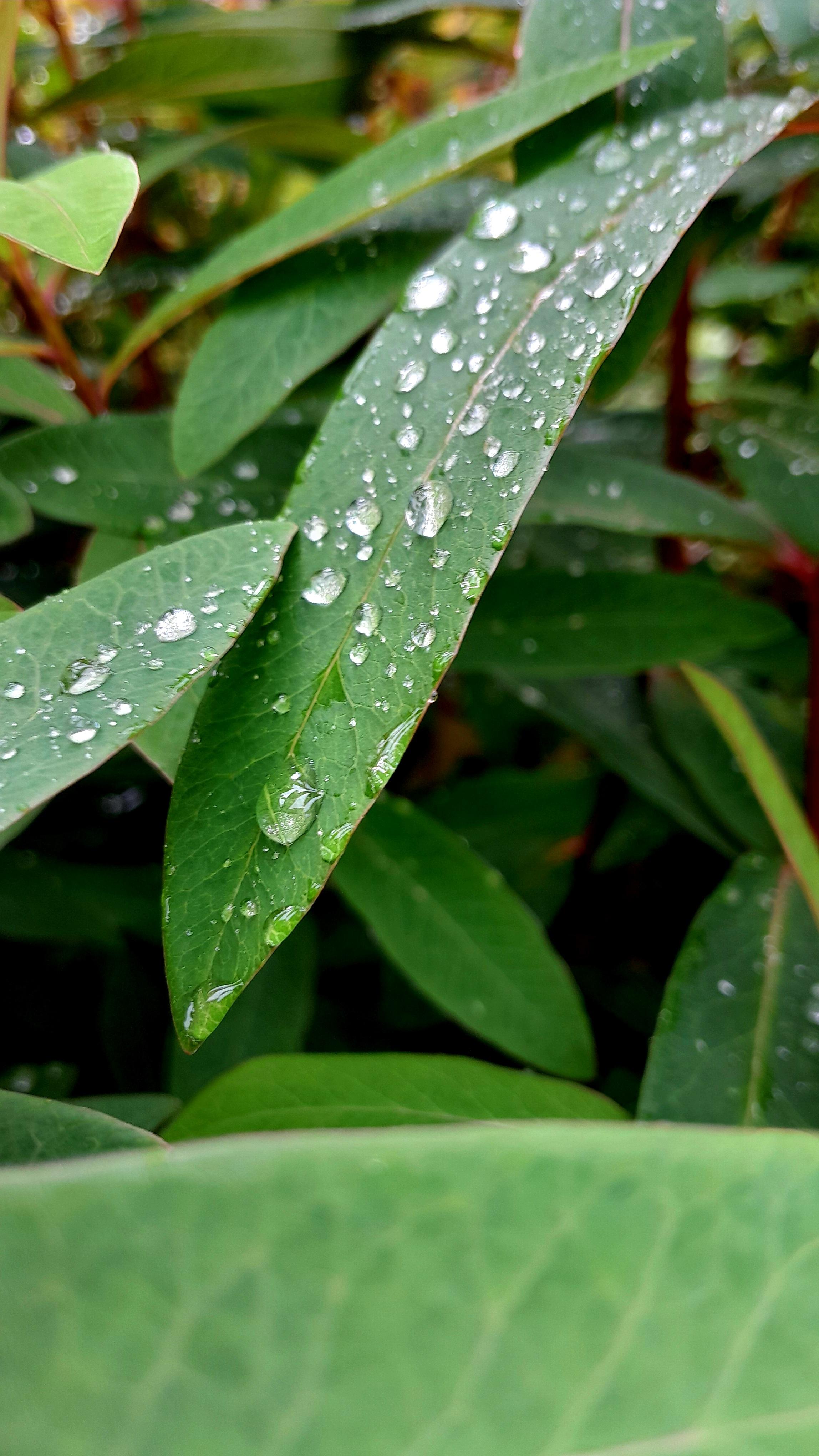 Morning drops on a green leaf