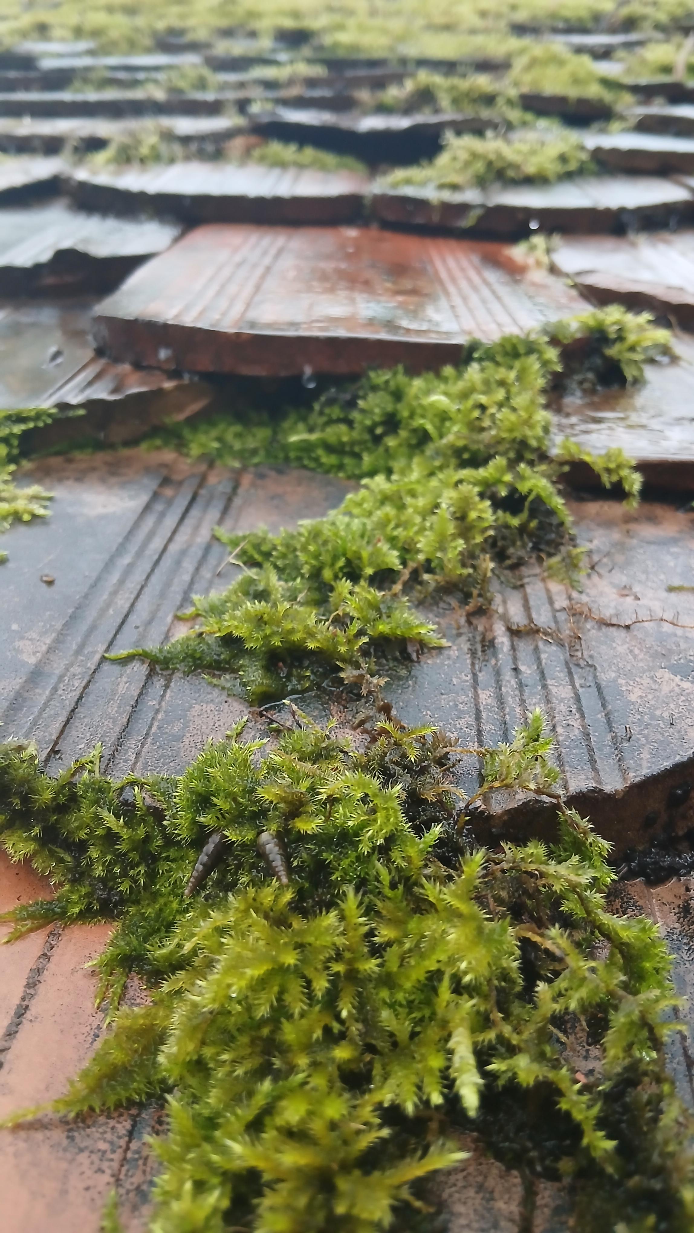 Moss on the old roof