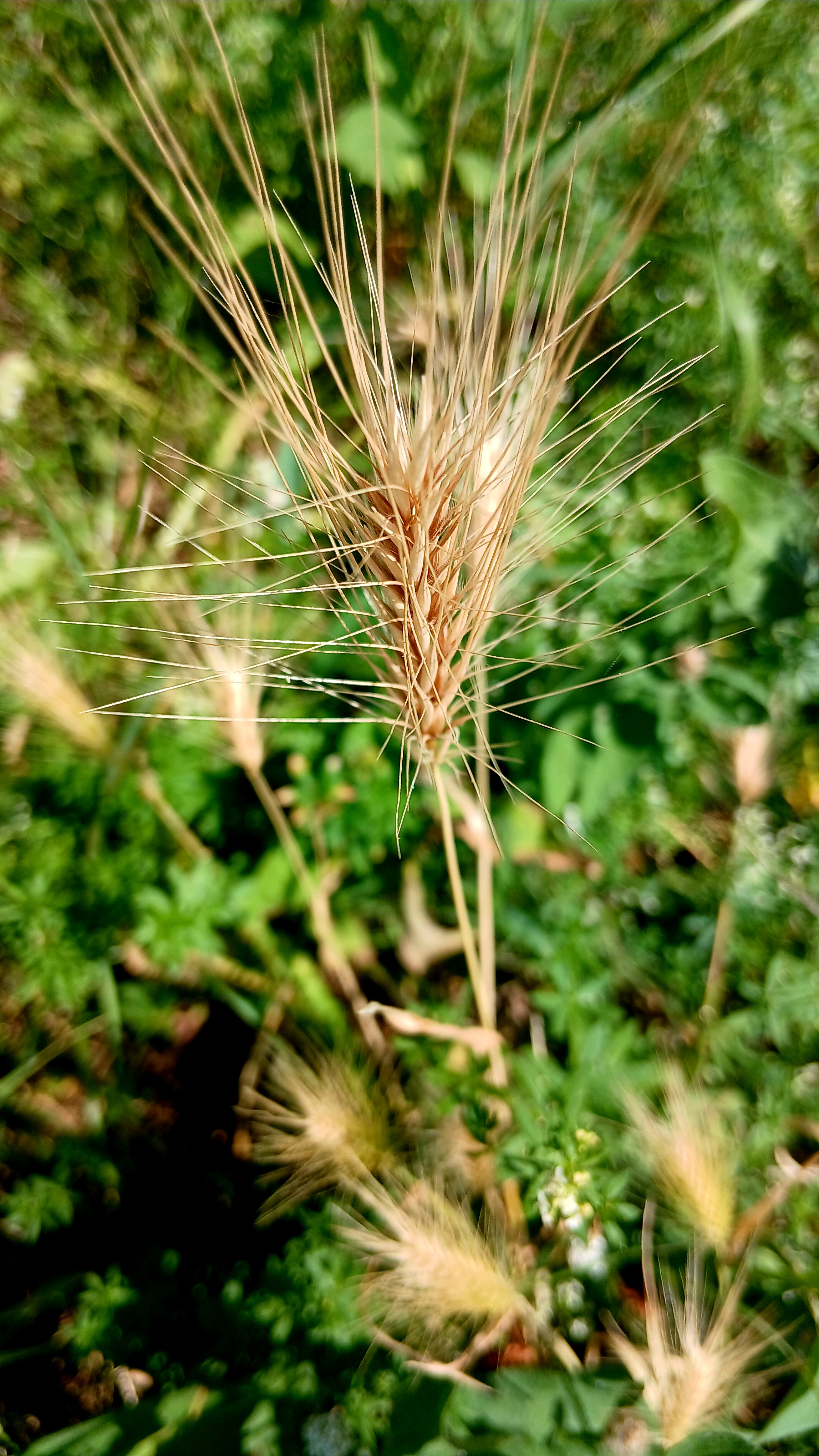 Crop photographed at summer time