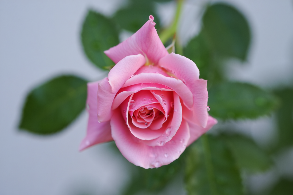 Pink rose flower in full bloom against a soft gray background