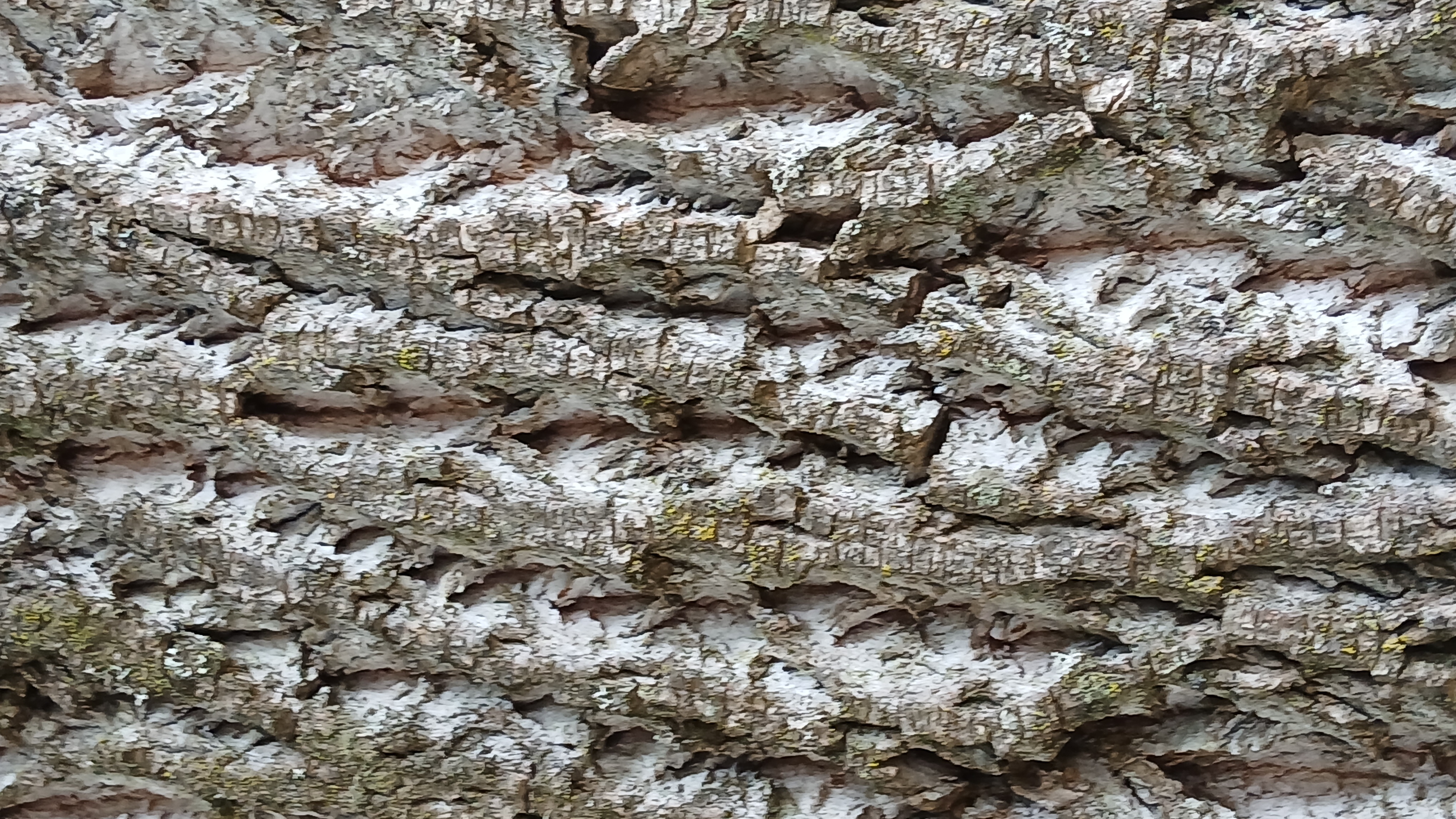 Tree trunk texture photography