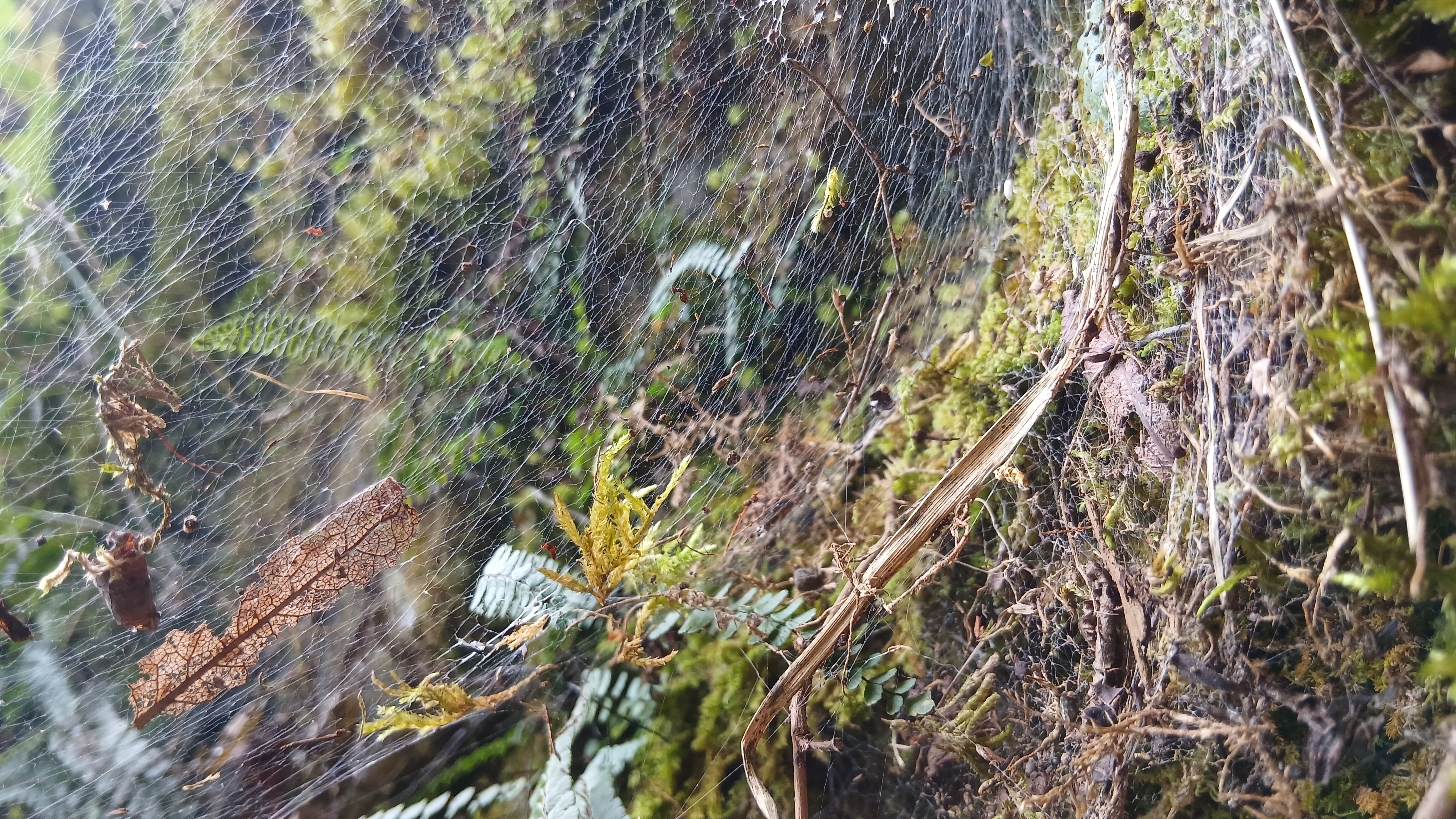 Web spider net macro photography
