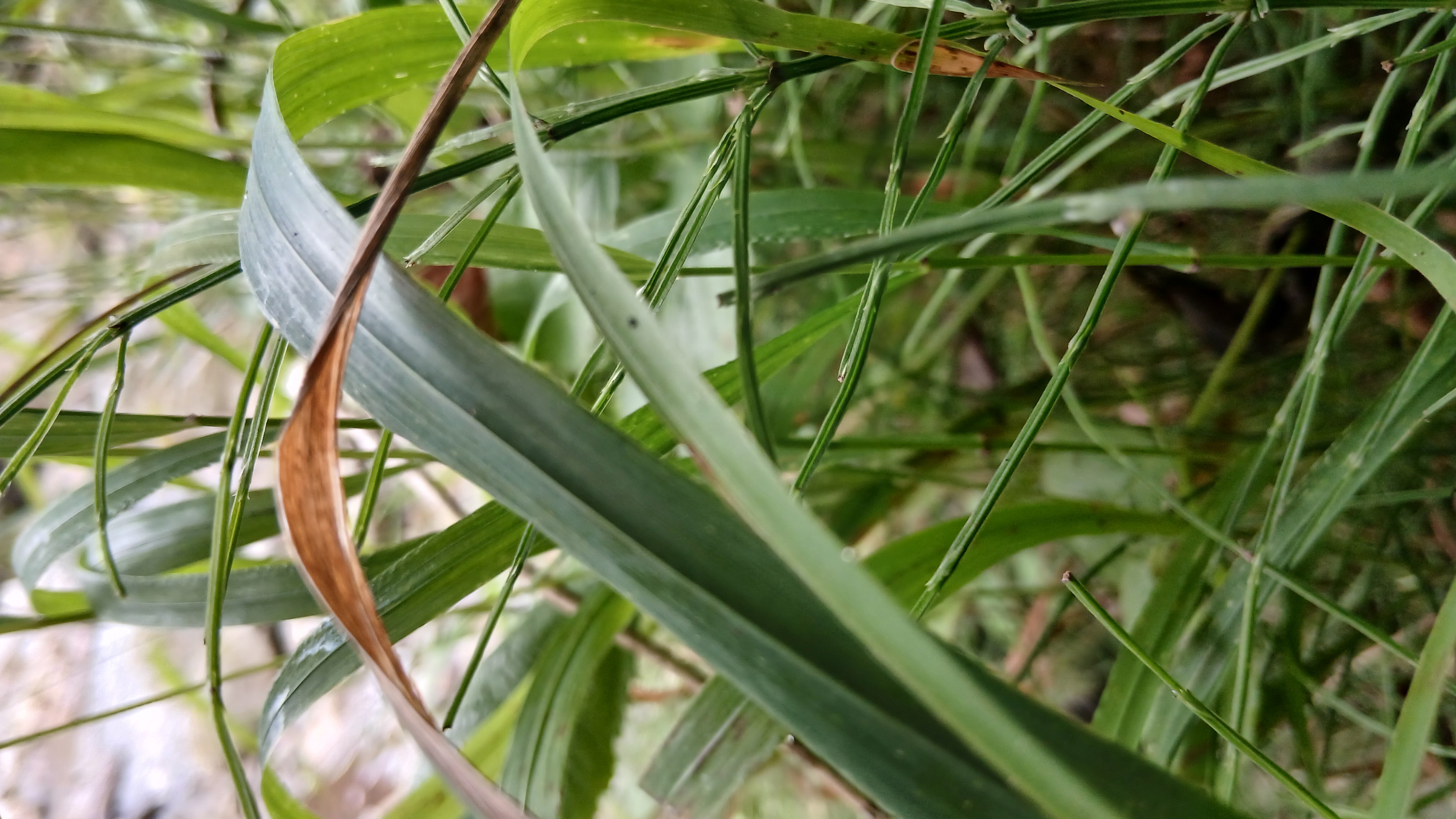 Green leaves macro photography